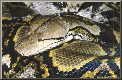 anaconda vs python